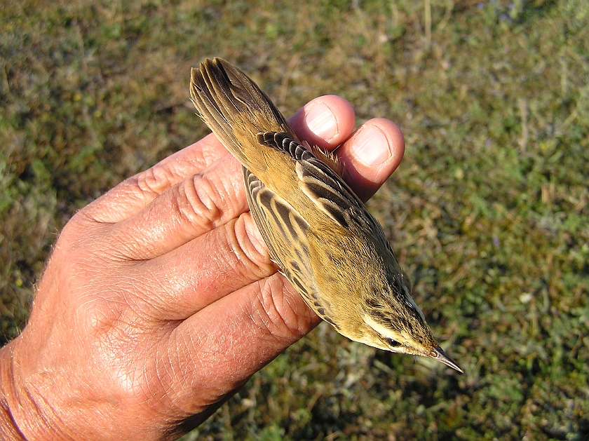 Sedge Warbler, Sundre 20080731